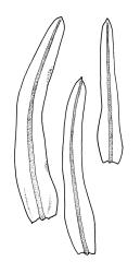 Macromitrium ligulaefolium, three branch leaves.
 Image: R.C. Wagstaff © All rights reserved. Redrawn with permission from Vitt (1983). 